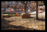 Pafos Zoo -30-05-2017 - Bogdan Balaban